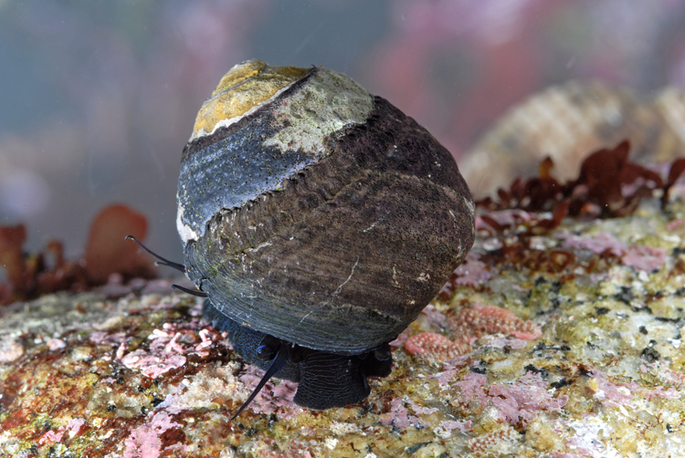 Chlorostoma funebralis